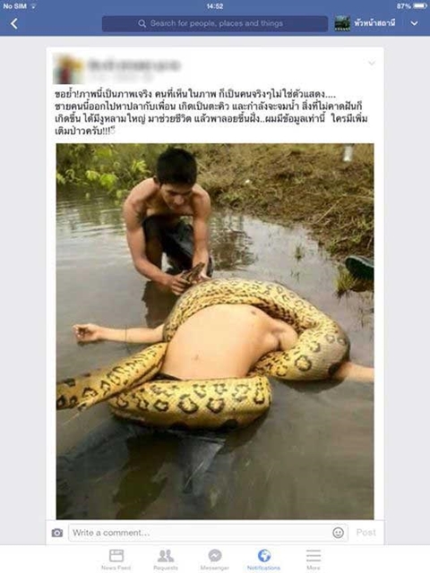 ปัดโธ่ ! ภาพงูหลามช่วยคนจมน้ำ ความจริงตรงกันข้าม-ไม่ได้เกิดในไทย