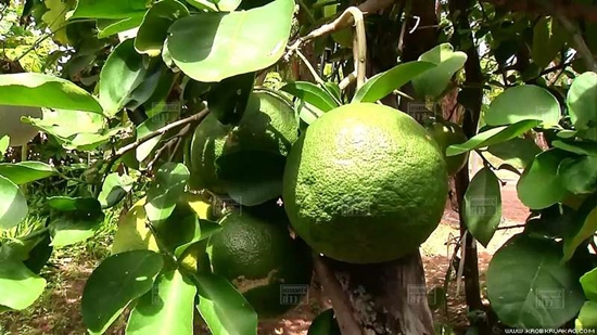 ขอนแก่นพบมะนาวยักษ์ ใหญ่เท่าลูกส้มโอ เล็งเพาะพันธุ์แจก