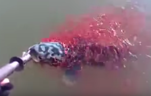   กลับมาฮิตแชร์ว่อนอีกครั้ง คลิปลูกปลาขอชีวิตแม่ ยิ่งกว่านิทานปลาบู่ทอง