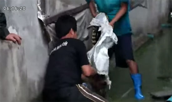 จระเข้หลุด ! จากฟาร์มราชบุรี เกือบ 30 ตัว เตือนงดลงน้ำ-หาปลา