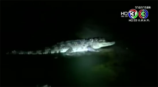 จระเข้หลุด ! จากฟาร์มราชบุรี เกือบ 30 ตัว เตือนงดลงน้ำ-หาปลา