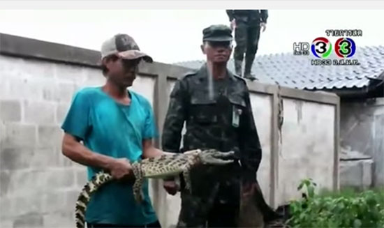 จระเข้หลุด ! จากฟาร์มราชบุรี เกือบ 30 ตัว เตือนงดลงน้ำ-หาปลา