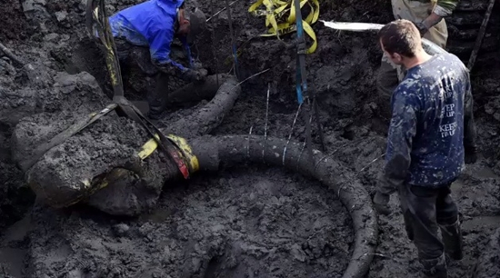 ฮือฮา ชาวไร่พบซากแมมมอธโบราณ อายุกว่า 15,000 ปี !