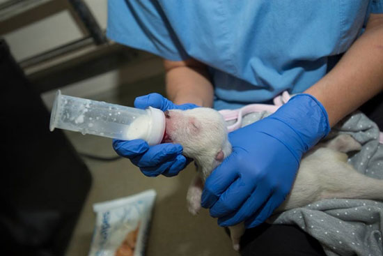 ชวนดูคลิปพัฒนาการลูกหมีขั้วโลก