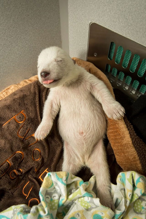 ชวนดูคลิปพัฒนาการลูกหมีขั้วโลก