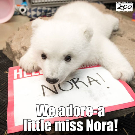 ชวนดูคลิปพัฒนาการลูกหมีขั้วโลก