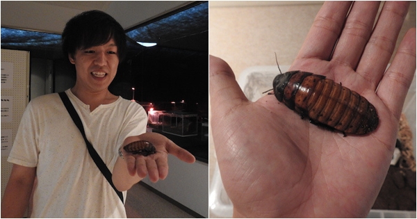 พาทัวร์นิทรรศการแมลงสาบที่ญี่ปุ่น