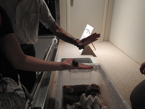 พาทัวร์นิทรรศการแมลงสาบที่ญี่ปุ่น