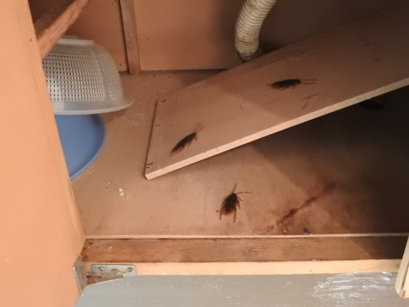 พาทัวร์นิทรรศการแมลงสาบที่ญี่ปุ่น