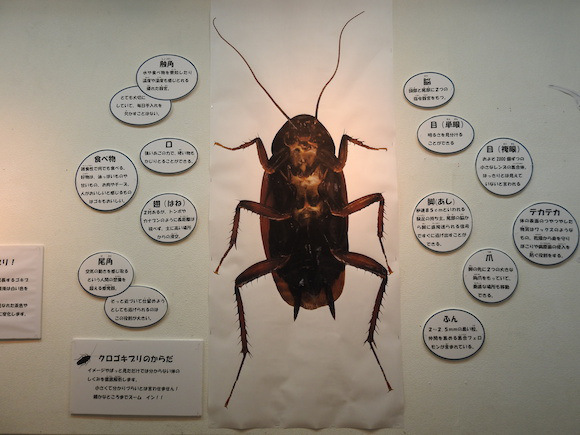 พาทัวร์นิทรรศการแมลงสาบที่ญี่ปุ่น