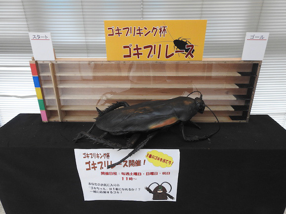 พาทัวร์นิทรรศการแมลงสาบที่ญี่ปุ่น