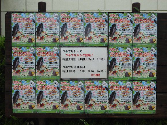 พาทัวร์นิทรรศการแมลงสาบที่ญี่ปุ่น