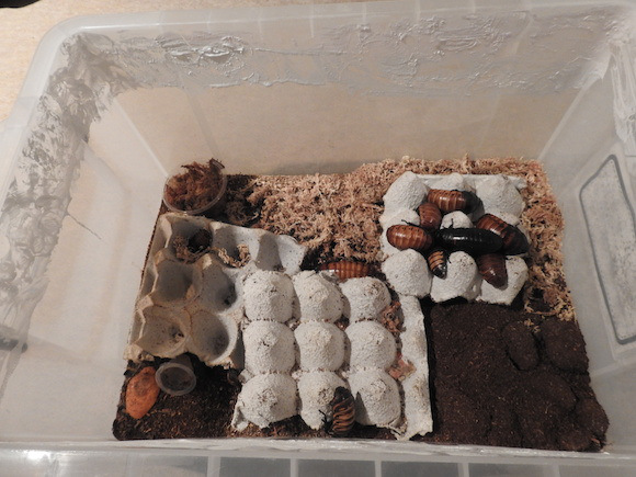 พาทัวร์นิทรรศการแมลงสาบที่ญี่ปุ่น