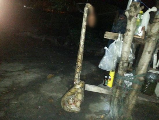 รอดหวุดหวิด แม่ช่วยลูกชายขณะงูเหลือมกำลังเขมือบอยู่บนเตียงกลางดึก