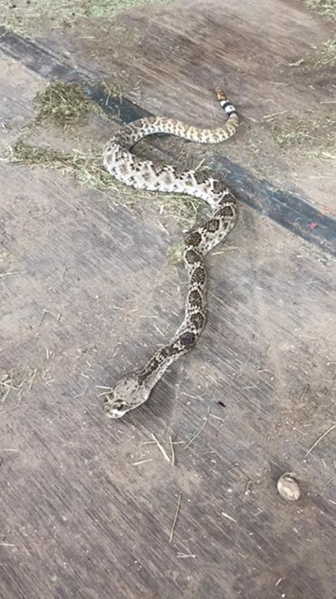 สยองหนักมาก นักดนตรีโชว์ภาพแผลงูหางกระดิ่งกัด บวมเป่งเป็นลูกโป่ง