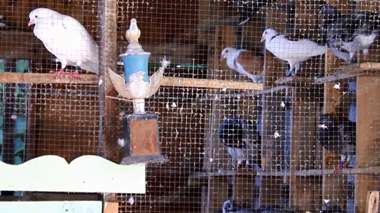 รวบแชมป์ฝึกนกพิราบ ค้ายาบ้า กำลังฝึกนกบินส่งยาเสพติด