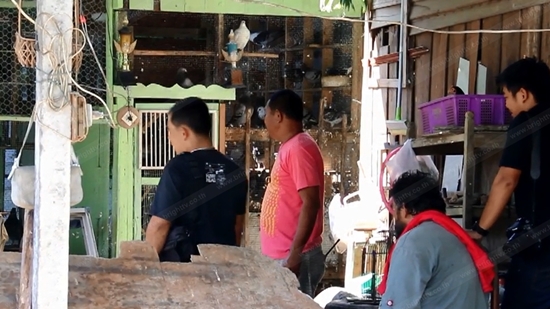 รวบแชมป์ฝึกนกพิราบ ค้ายาบ้า กำลังฝึกนกบินส่งยาเสพติด