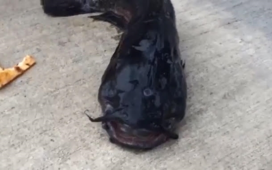 หนุ่มตกปลาจากคลองปนเปื้อนมลพิษ ตะลึงหนัก เจอปลาดุก 3 ตา (มีคลิป)