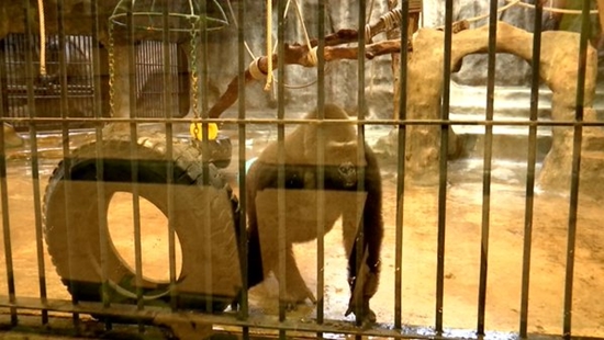 สวนสัตว์พาต้า ขอเวลาอีก 5 ปี ย้ายกอริลลาบัวน้อยลงพื้นดิน