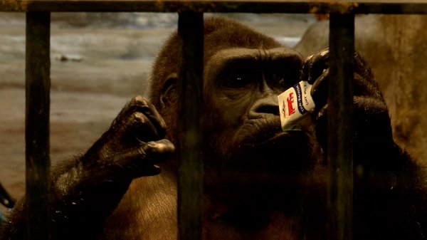 สวนสัตว์พาต้า ขอเวลาอีก 5 ปี ย้ายกอริลลาบัวน้อยลงพื้นดิน