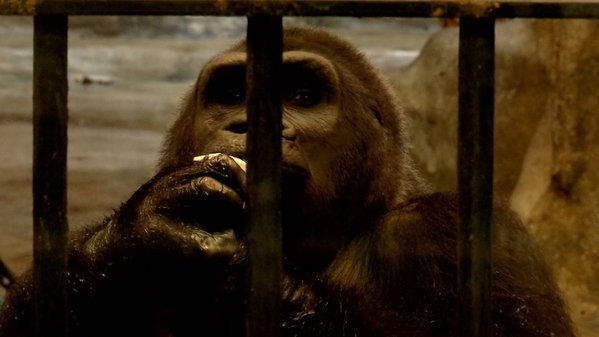 สวนสัตว์พาต้า ขอเวลาอีก 5 ปี ย้ายกอริลลาบัวน้อยลงพื้นดิน