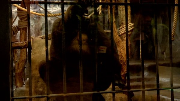 สวนสัตว์พาต้า ขอเวลาอีก 5 ปี ย้ายกอริลลาบัวน้อยลงพื้นดิน