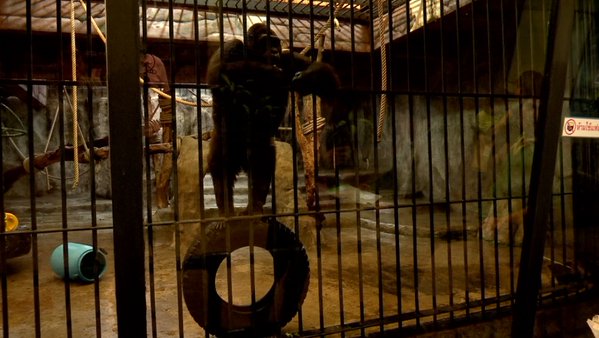 สวนสัตว์พาต้า ขอเวลาอีก 5 ปี ย้ายกอริลลาบัวน้อยลงพื้นดิน