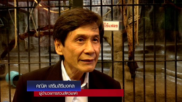 สวนสัตว์พาต้า ขอเวลาอีก 5 ปี ย้ายกอริลลาบัวน้อยลงพื้นดิน