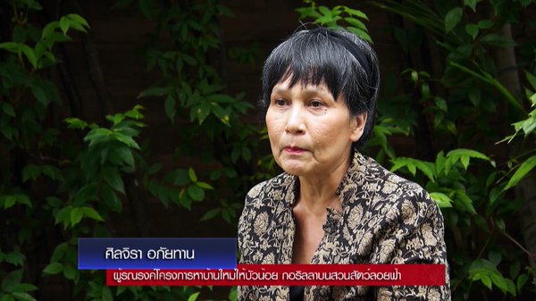 สวนสัตว์พาต้า ขอเวลาอีก 5 ปี ย้ายกอริลลาบัวน้อยลงพื้นดิน