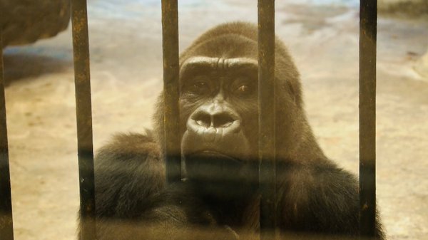 สวนสัตว์พาต้า ขอเวลาอีก 5 ปี ย้ายกอริลลาบัวน้อยลงพื้นดิน