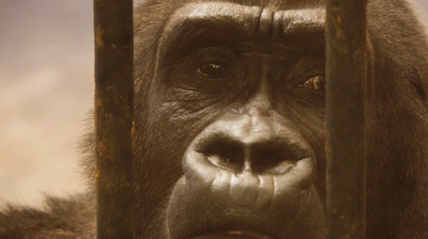 สวนสัตว์พาต้า ขอเวลาอีก 5 ปี ย้ายกอริลลาบัวน้อยลงพื้นดิน