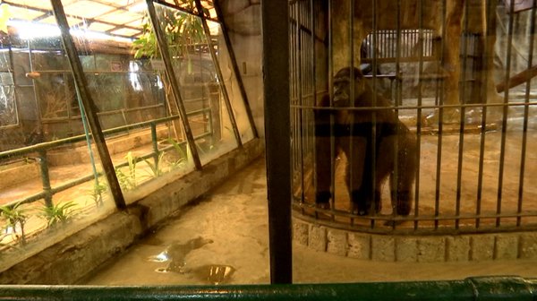 สวนสัตว์พาต้า ขอเวลาอีก 5 ปี ย้ายกอริลลาบัวน้อยลงพื้นดิน