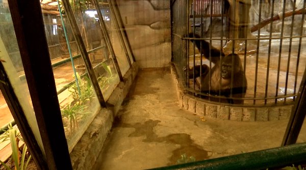 สวนสัตว์พาต้า ขอเวลาอีก 5 ปี ย้ายกอริลลาบัวน้อยลงพื้นดิน