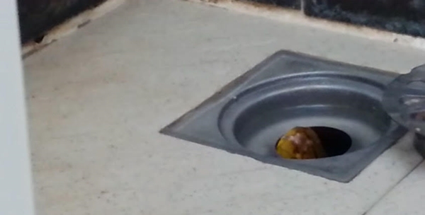 ขุ่นพระ ! หนุ่มโพสต์คลิปกำลังจะอาบน้ำ ดันเจอ งู ตัวเป็น ๆ ที่ปากท่อ !