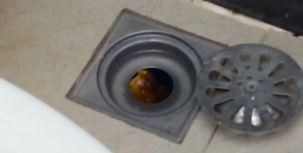 ขุ่นพระ ! หนุ่มโพสต์คลิปกำลังจะอาบน้ำ ดันเจอ งู ตัวเป็น ๆ ที่ปากท่อ !