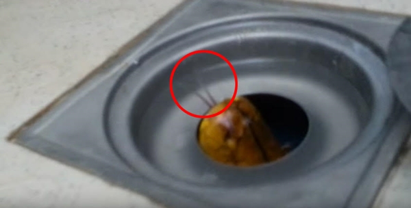 ขุ่นพระ ! หนุ่มโพสต์คลิปกำลังจะอาบน้ำ ดันเจอ งู ตัวเป็น ๆ ที่ปากท่อ !