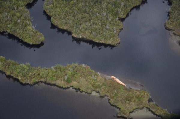 ฉงน วาฬ 337 ตัวเกยตื้นตายที่ชิลี