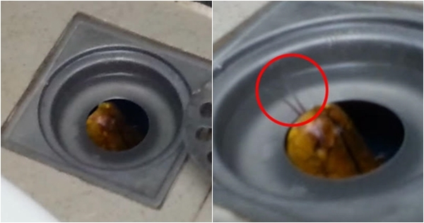 ขุ่นพระ ! หนุ่มโพสต์คลิปกำลังจะอาบน้ำ ดันเจอ งู ตัวเป็น ๆ ที่ปากท่อ !