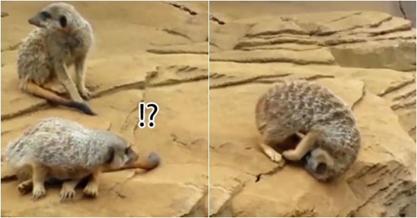 ขำก๊าก คลิปเมียร์แคทขี้เซา เคลิ้มหลับหัวทิ่มจนกลิ้งตกหิน