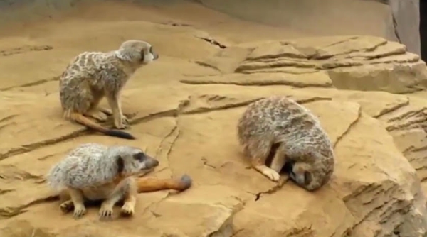 ขำก๊าก คลิปเมียร์แคทขี้เซา เคลิ้มหลับหัวทิ่มจนกลิ้งตกหิน