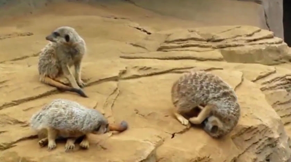 ขำก๊าก คลิปเมียร์แคทขี้เซา เคลิ้มหลับหัวทิ่มจนกลิ้งตกหิน