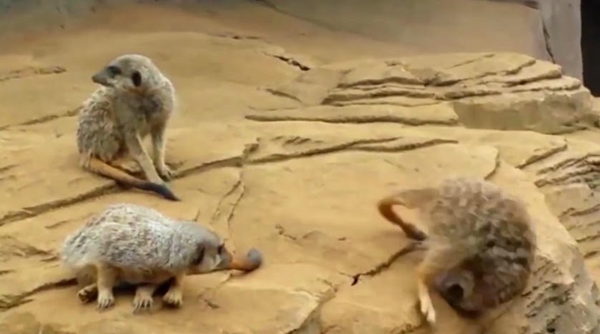 ขำก๊าก คลิปเมียร์แคทขี้เซา เคลิ้มหลับหัวทิ่มจนกลิ้งตกหิน