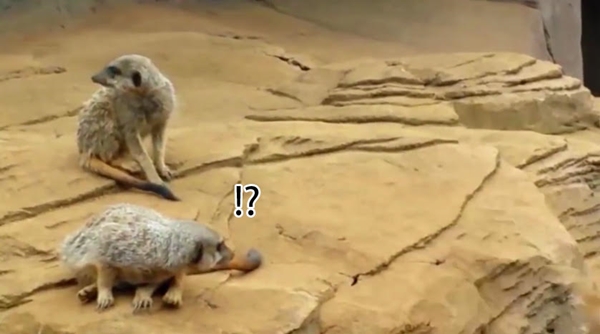 ขำก๊าก คลิปเมียร์แคทขี้เซา เคลิ้มหลับหัวทิ่มจนกลิ้งตกหิน