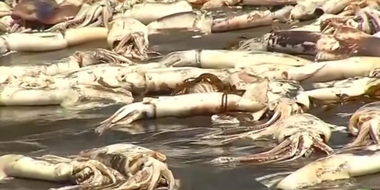 ระบบนิเวศวิกฤต ปลาหมึกยักษ์นับพันลอยตายเกลื่อนหาดในชิลี