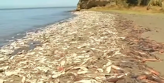 ระบบนิเวศวิกฤต ปลาหมึกยักษ์นับพันลอยตายเกลื่อนหาดในชิลี