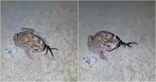 โหดไปแล้ว คลิปคางคกเขมือบตะขาบตัวเป็น ๆ คิดว่าเป็นหนอนใช่มั้ยเนี่ย 