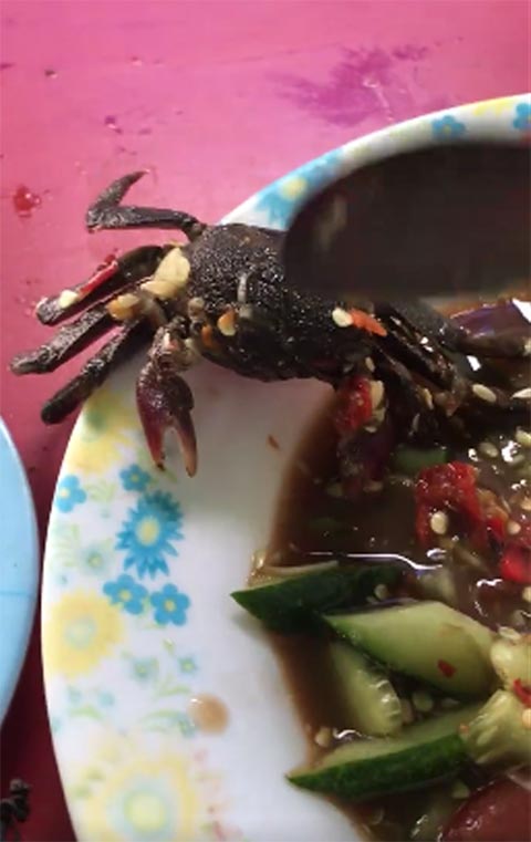  แชร์ว่อน คลิปตะลึงส้มตำใส่ปูสด ๆ ชาวเน็ตสงสัยเรื่องจริงหรือจัดฉาก