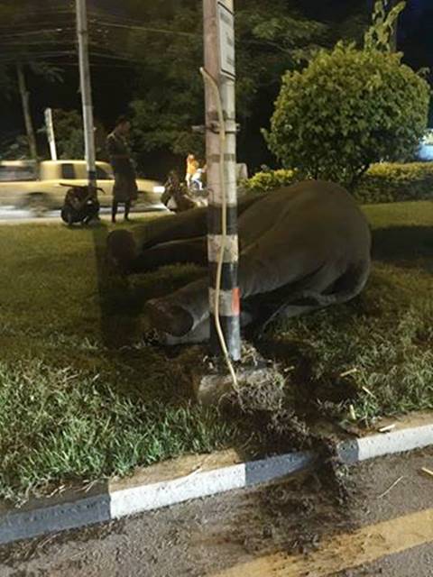 สลดใจ.. ช้างเร่ร่อน ถูกไฟฟ้าช็อตตาย กลางเมืองนครนายก