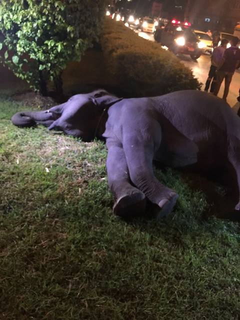 สลดใจ.. ช้างเร่ร่อน ถูกไฟฟ้าช็อตตาย กลางเมืองนครนายก