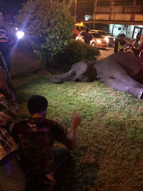 สลดใจ.. ช้างเร่ร่อน ถูกไฟฟ้าช็อตตาย กลางเมืองนครนายก